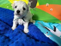 Scoby vel Theo  - 3 tygodnie